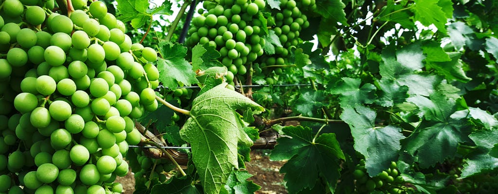 Half day trip to a winery from Seville