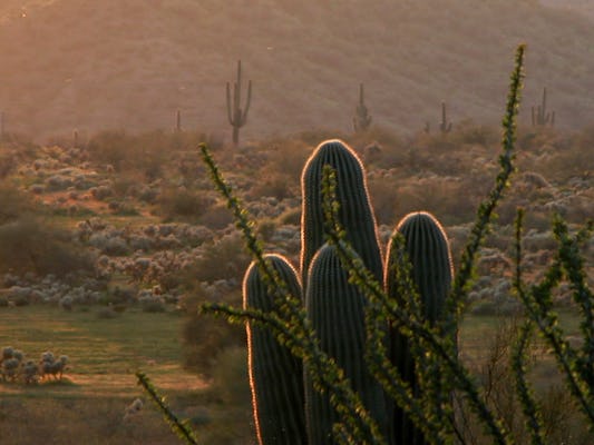 Private guided Phoenix and Scottsdale highlights half day tour