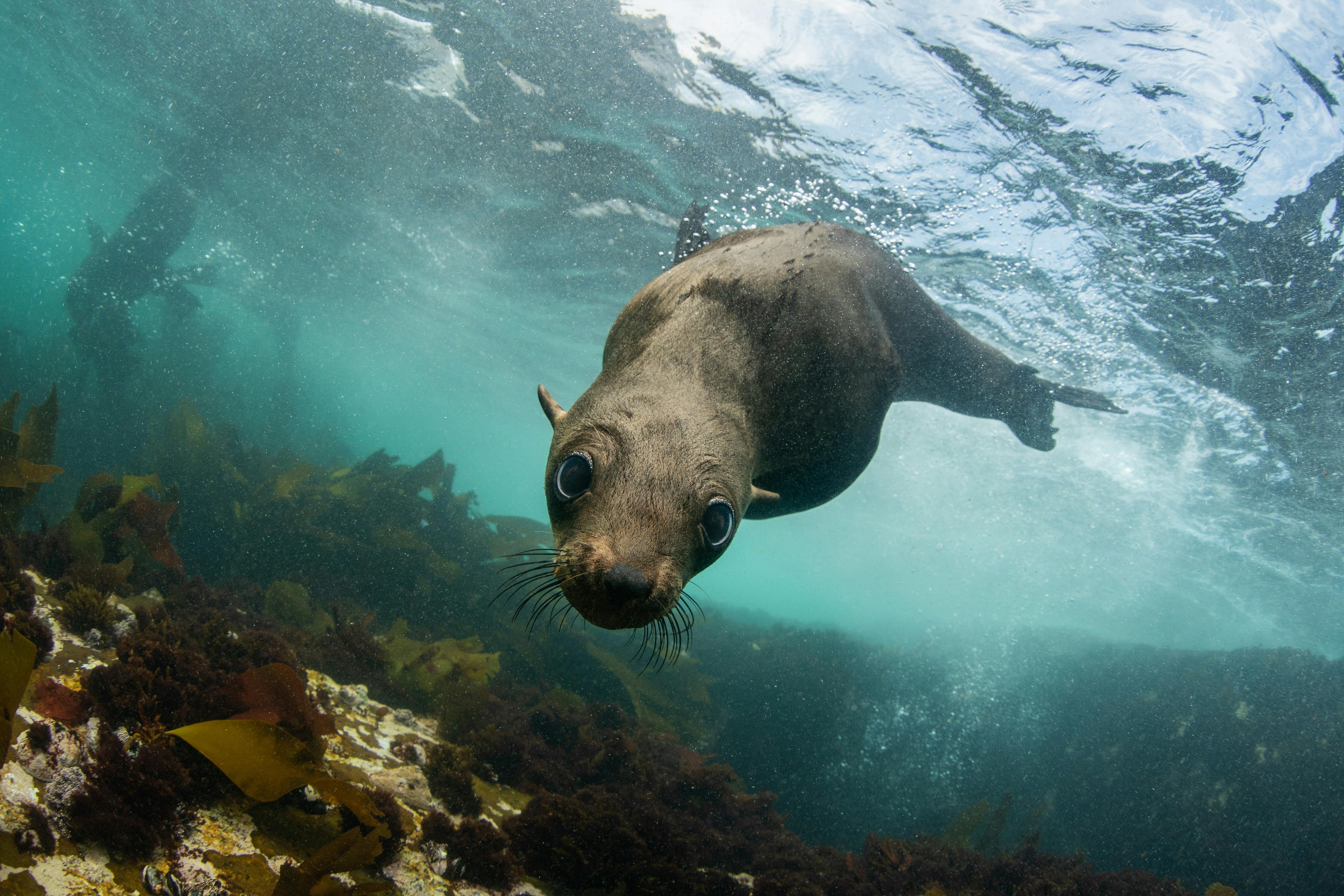 Seal viewing tour in Plettenberg Bay Musement