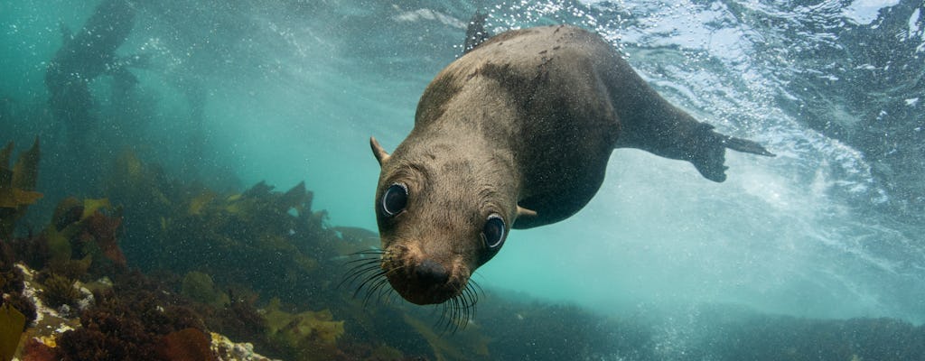 Seal tour di osservazione nella baia di Plettenberg