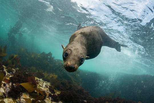 Visita de observación de focas en la bahía de Plettenberg