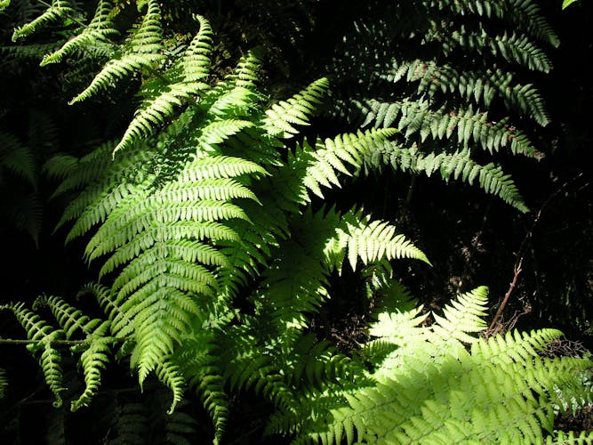 La Gomera Rainforest Hike