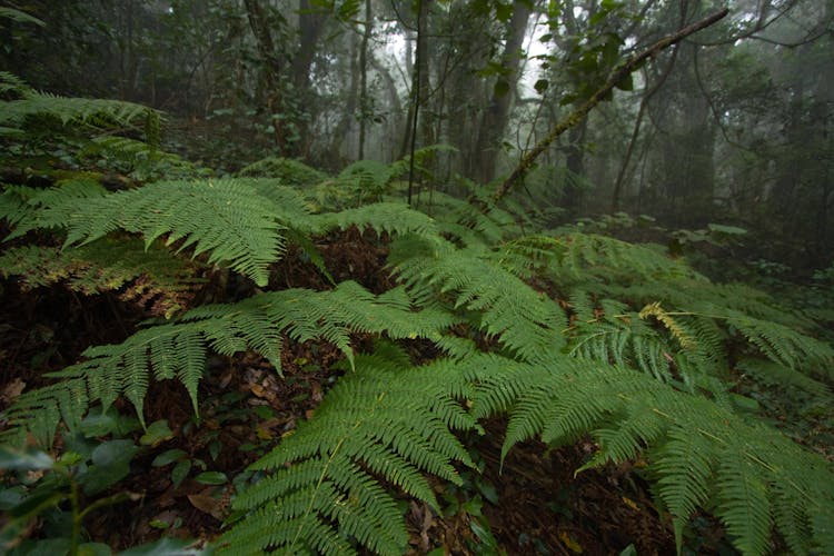 La Gomera Rainforest Hike