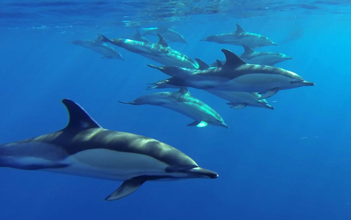 Dolphin and Whale Watching Speed Boat Tour