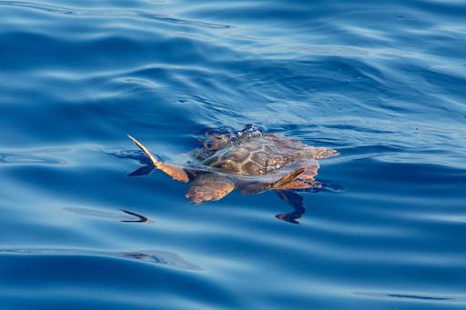 Dolphin and Whale Watching Speed Boat Tour