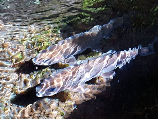 Rabaçal Valley Levada Walk - Polish