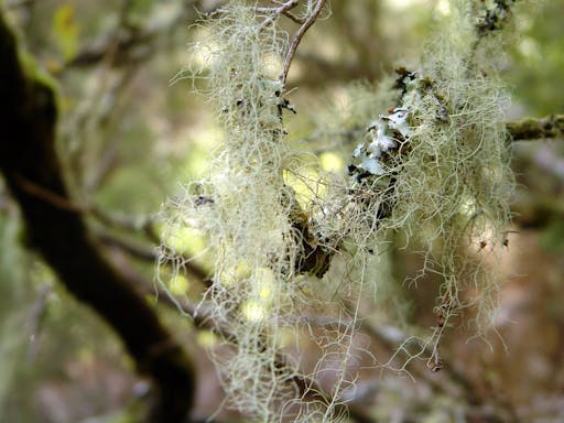 Rabaçal Valley Levada Walk - Polish