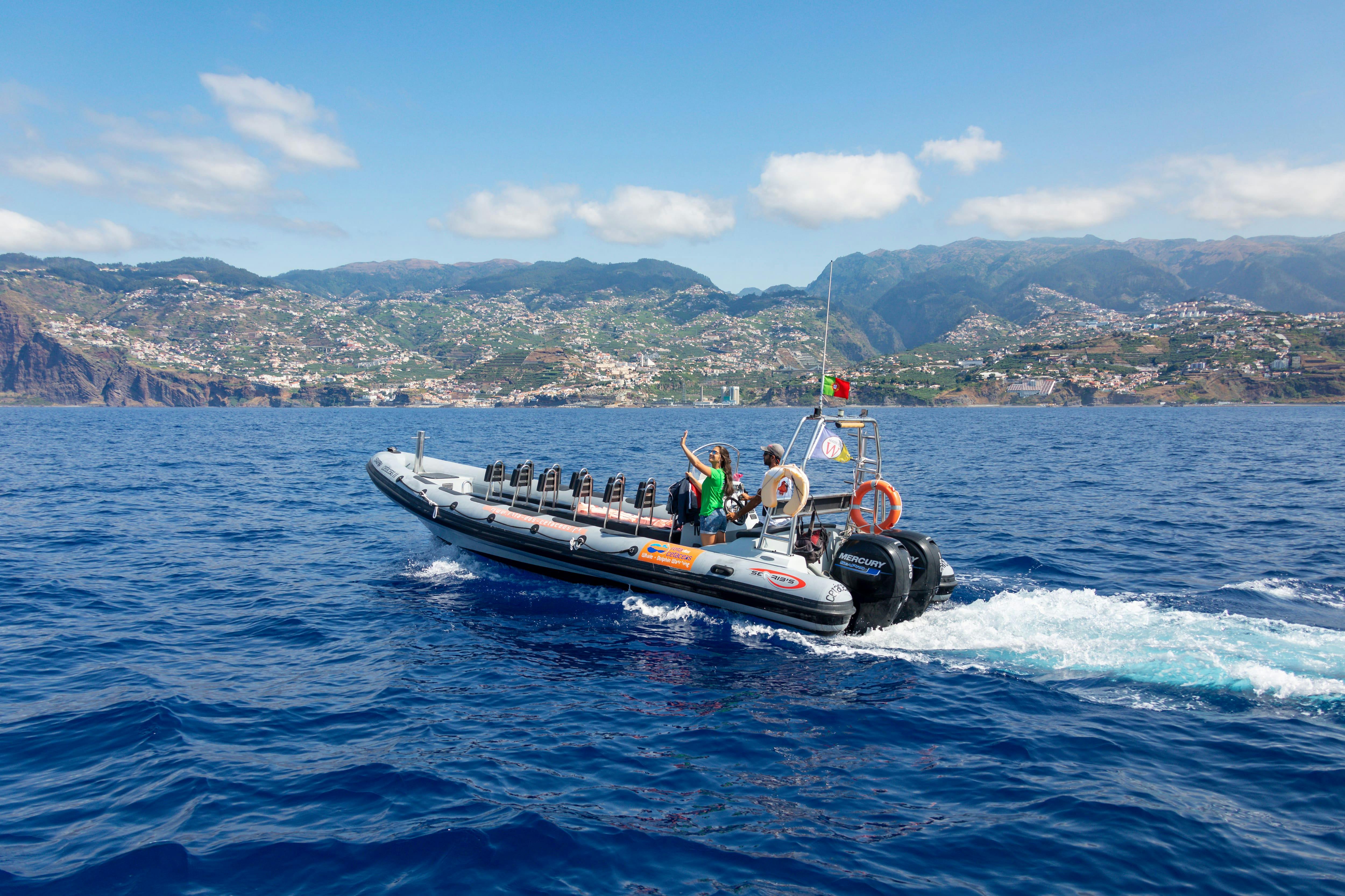 Dolphin and Whale Watching Speed Boat Tour