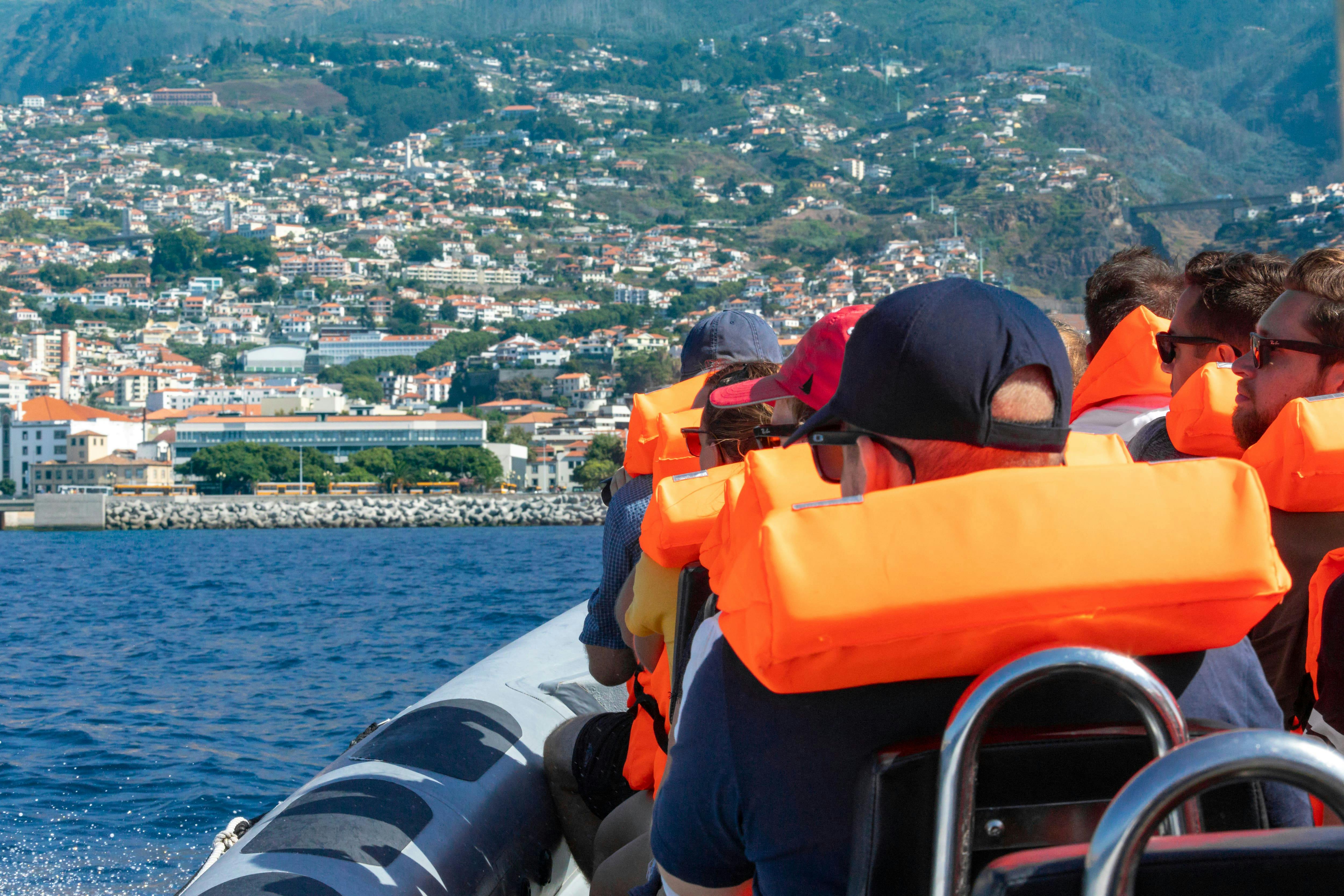 Dolphin and Whale Watching Speed Boat Tour