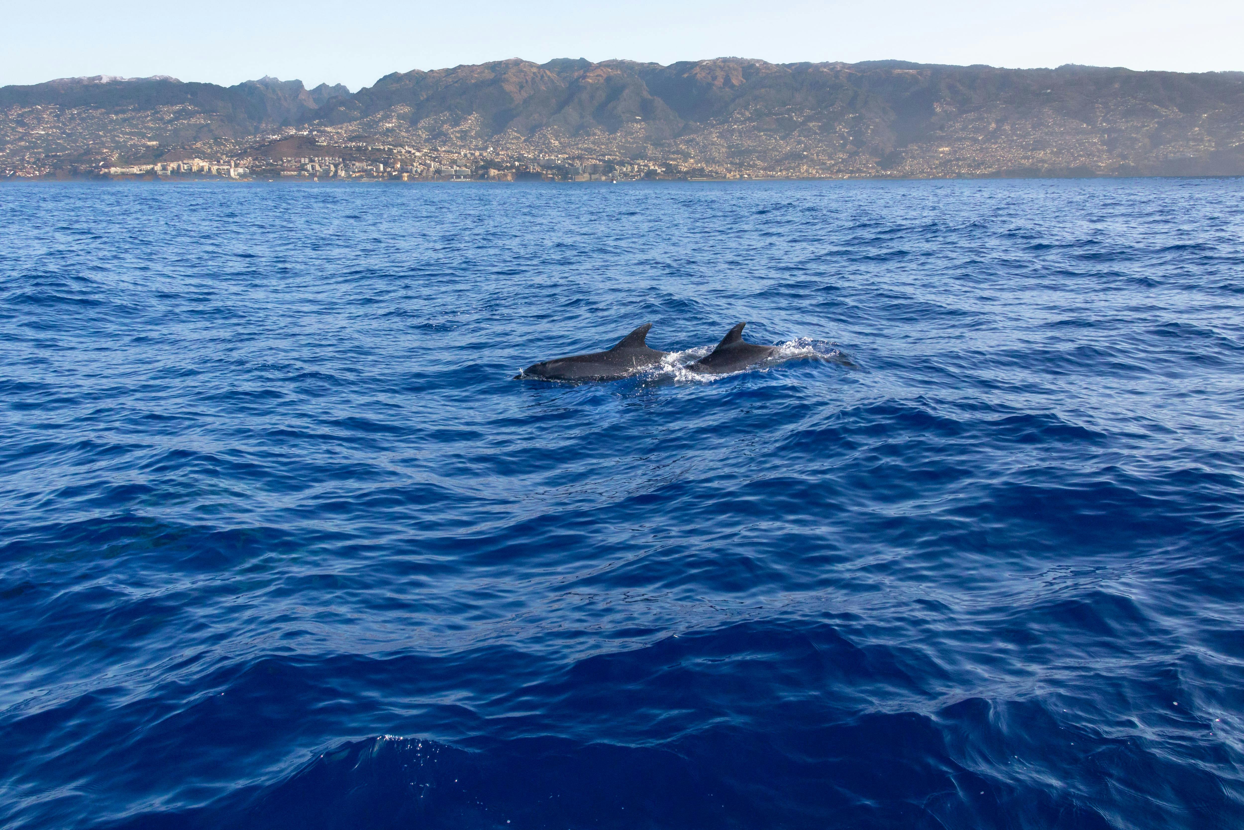 Dolphin and Whale Watching Speed Boat Tour