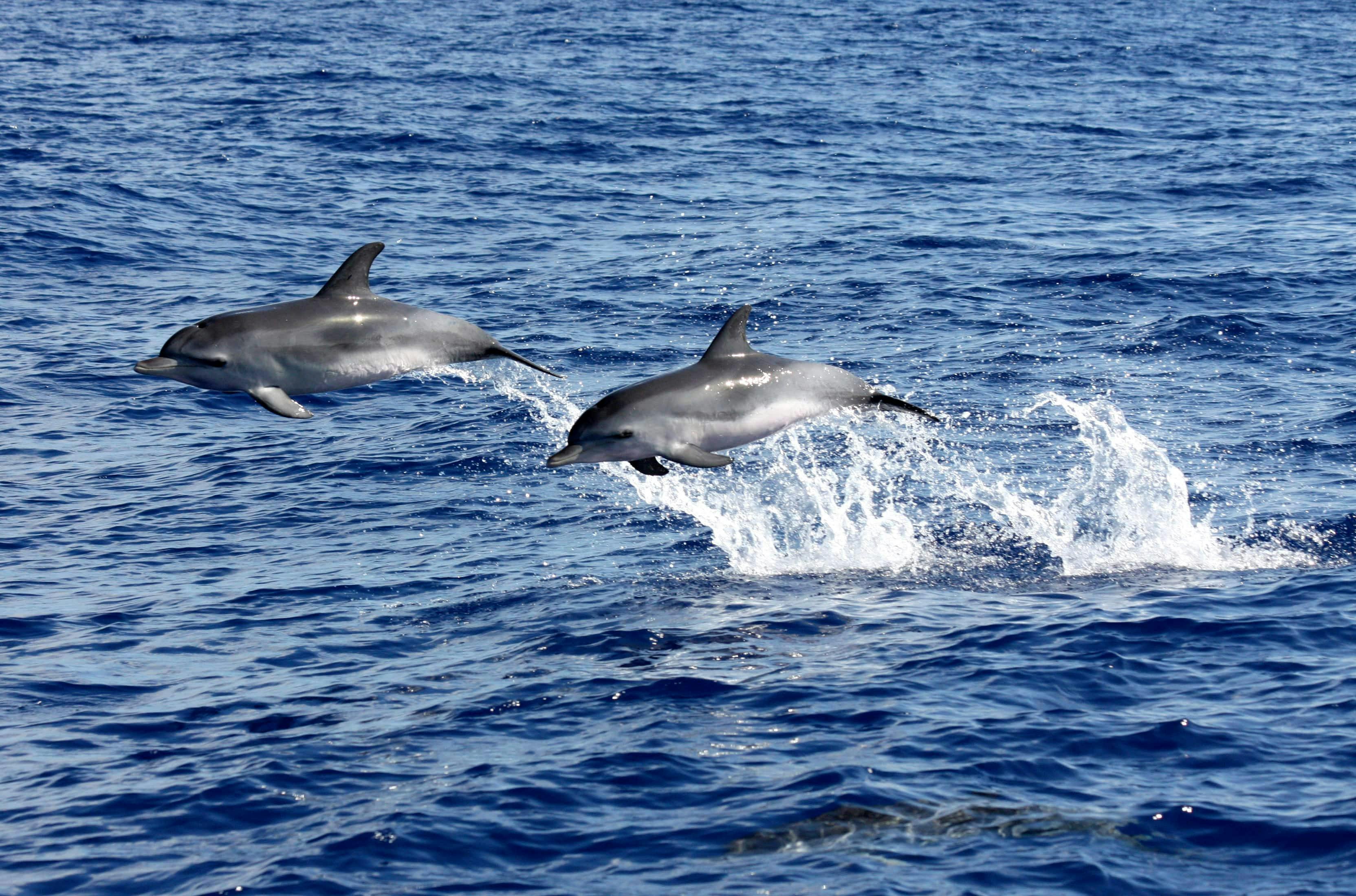 Seaborn Catamaran