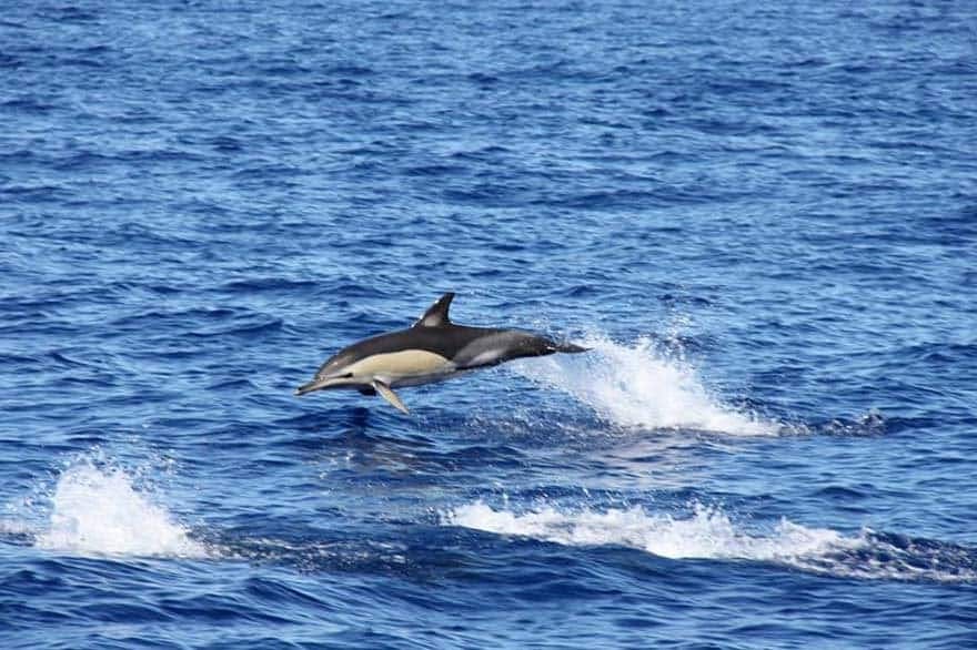 Seaborn Catamaran