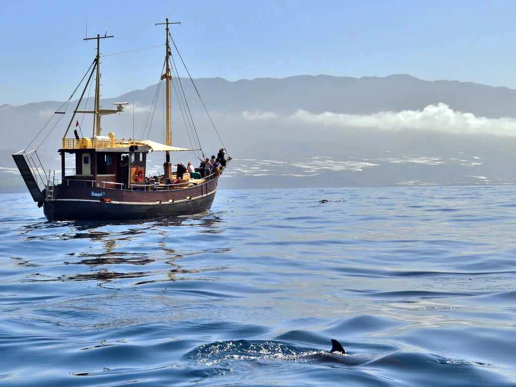 Bussard Boat Tour with Transfer