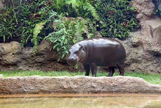 Exursion au Loro Parque à Tenerife