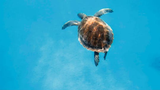 Kinderfreundlicher Ausflug zur Schildkröteninsel