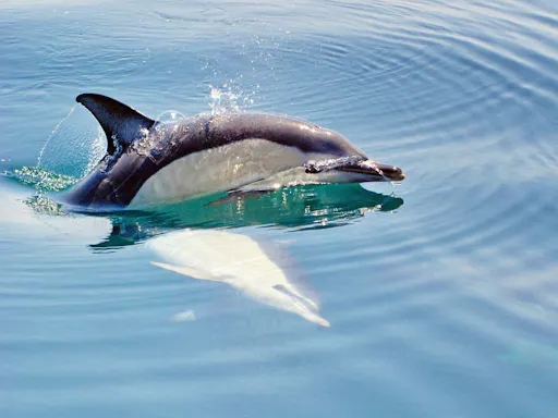 Dreamer Caves and Dolphins Ticket