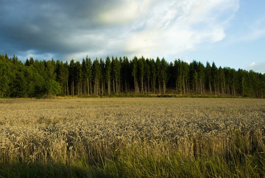 Von Stockholm: abendliche Wildsafari