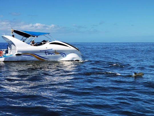 La Palma Wal- und Delfinbeobachtungstour im Schnellboot