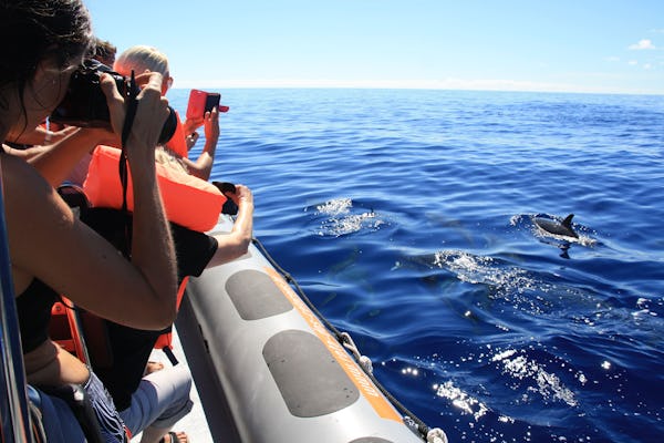 Tour mit dem Schnellboot zu den Walen und Delfinen