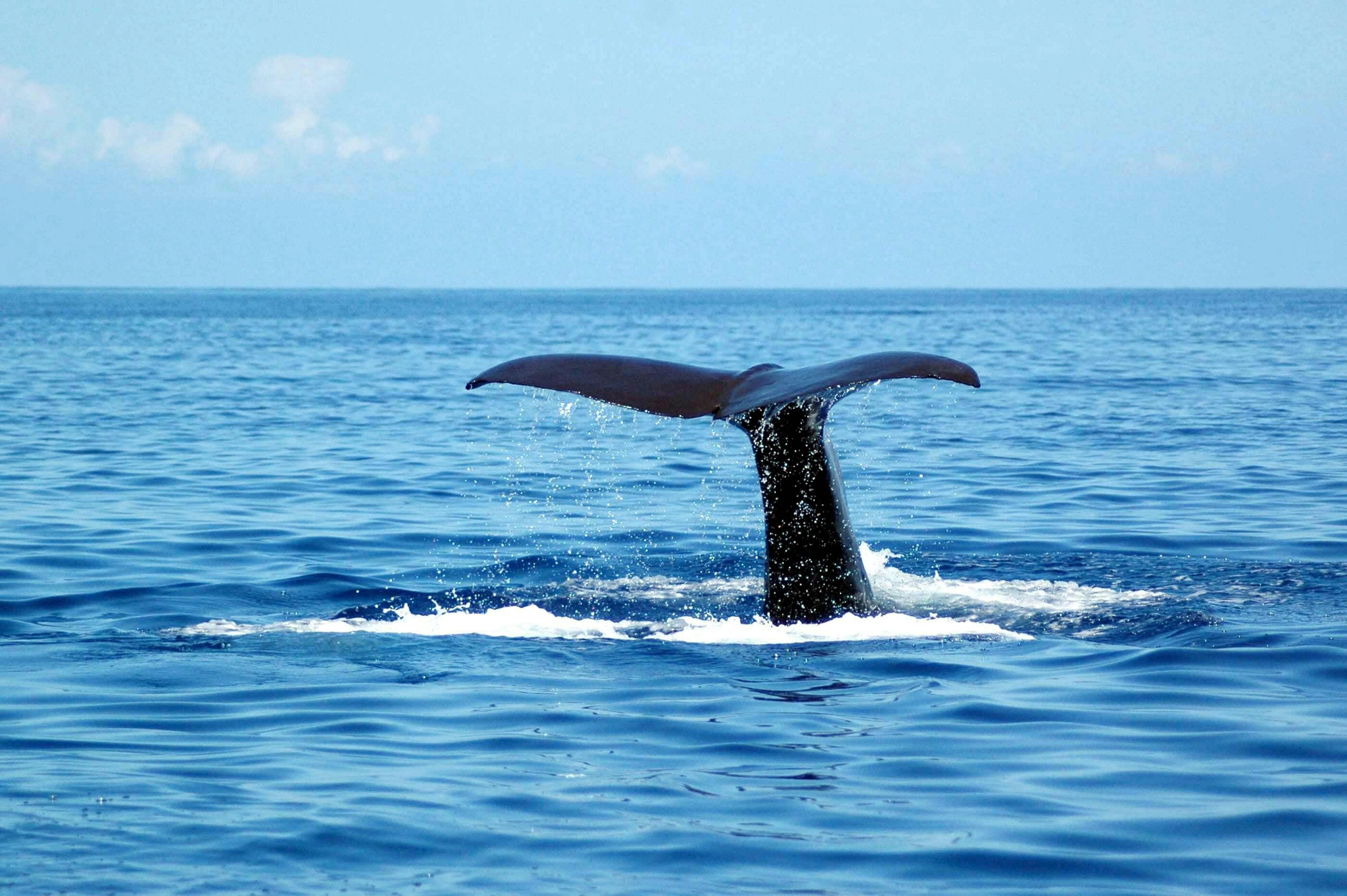 Seaborn Catamaran