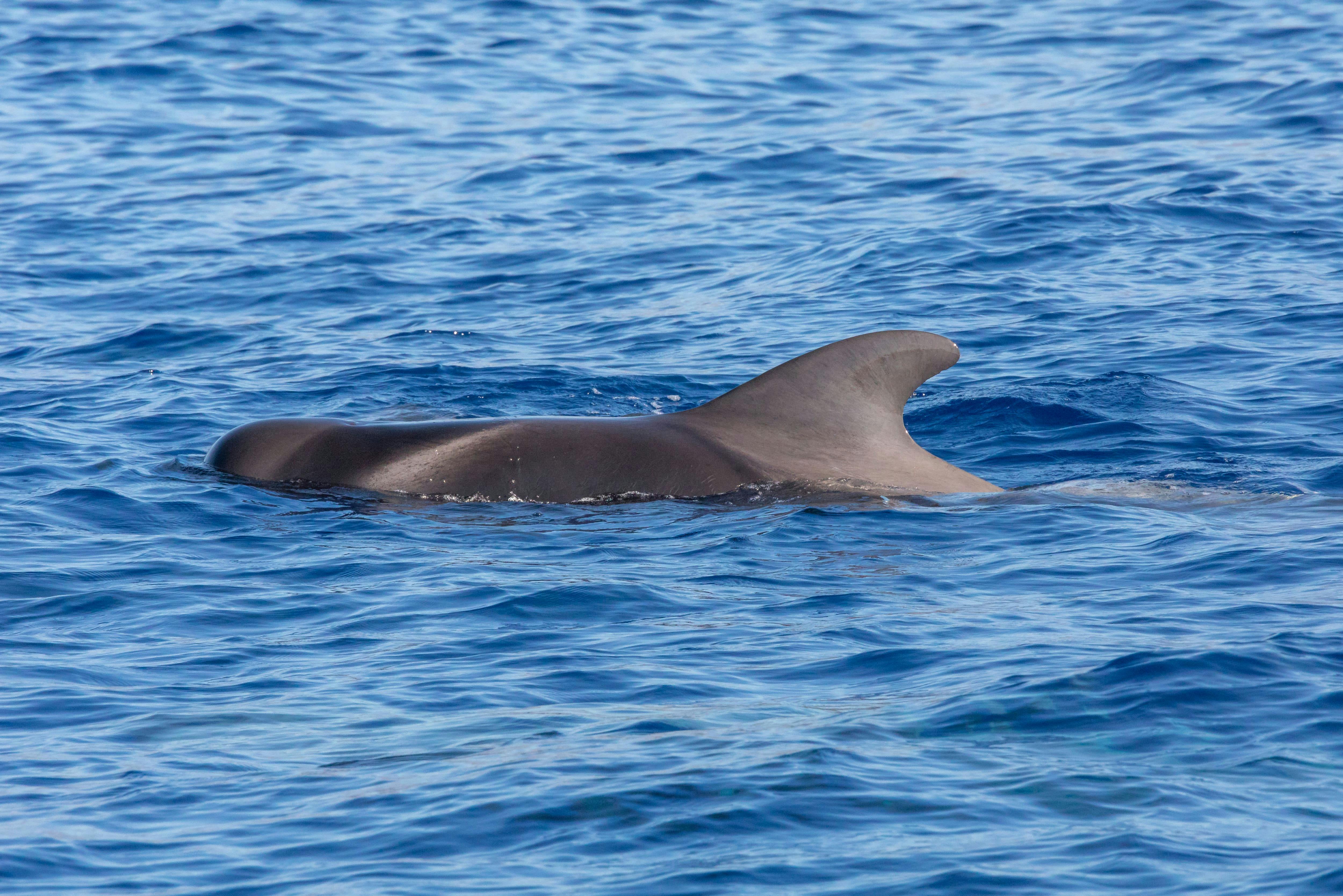 Dolphin and Whale Watching Speed Boat Tour