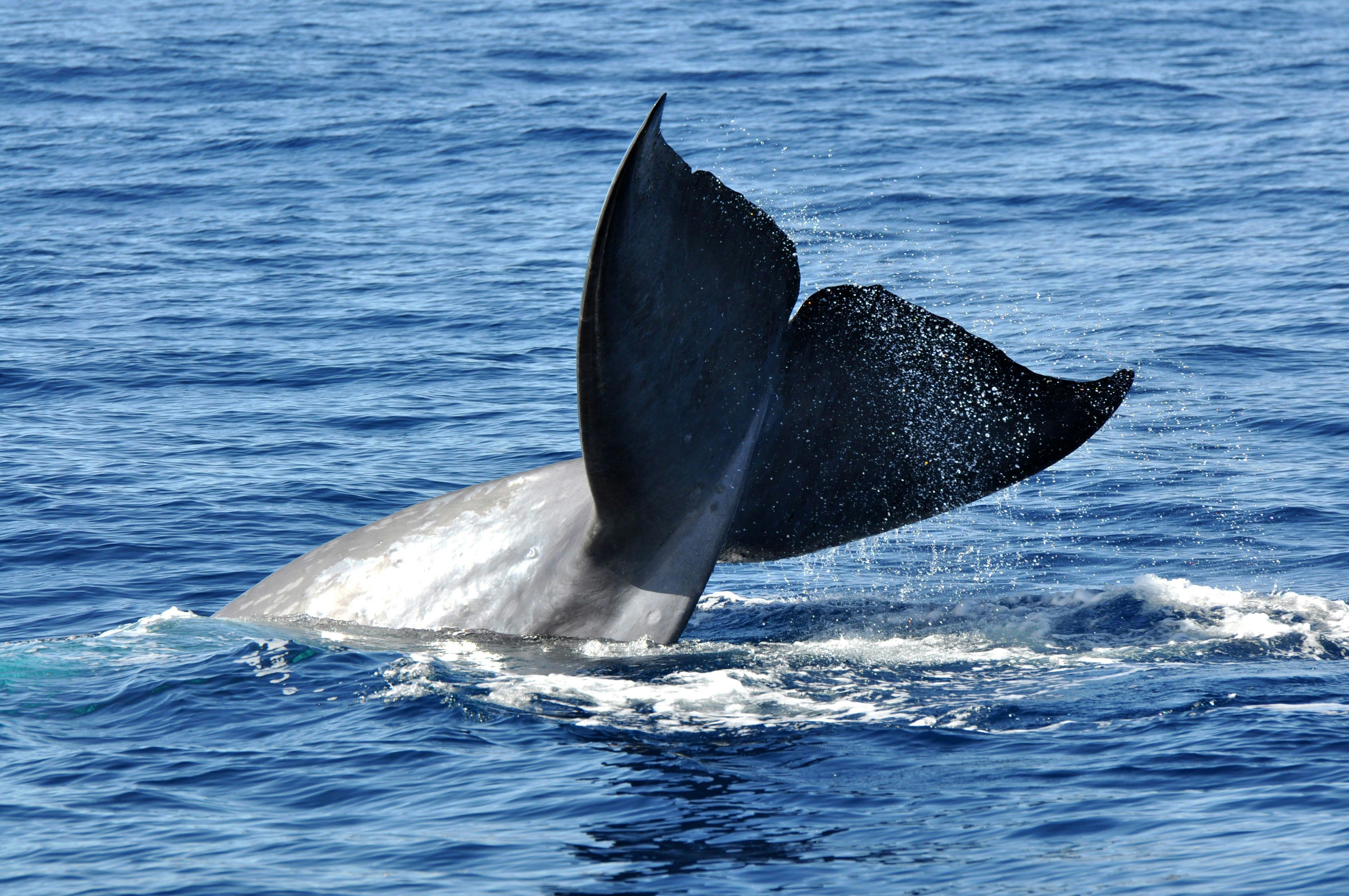 Seaborn Catamaran