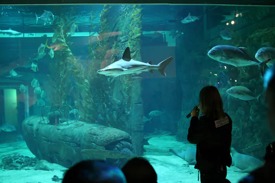 Skip-the-line ticket voor het Seaquarium
