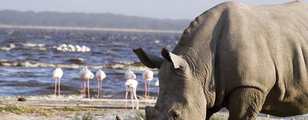 Safari de 1 día en el Parque Nacional del lago Nakuru