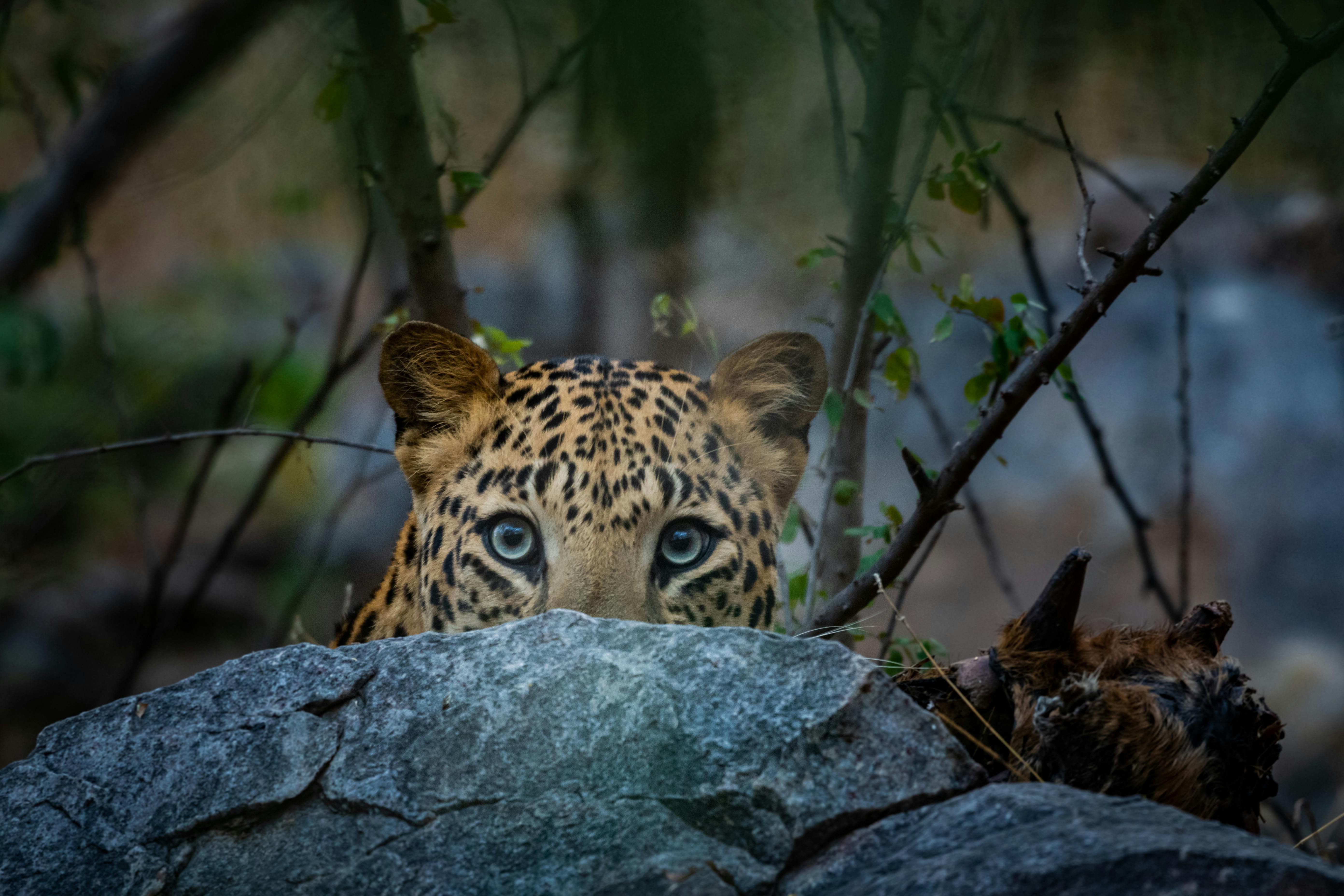 Tour privado de medio día al santuario de leopardos de Jhalana