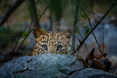 Тур Jhalana святилище леопард