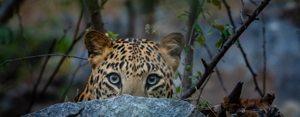 Tour do santuário de leopardo de Jhalana