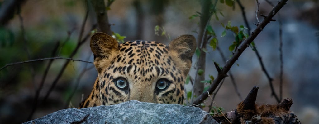 Tour privado de medio día al santuario de leopardos de Jhalana