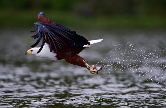 Lake Naivasha, Hell's Gate, and Crescent Island boat ride full-day tour