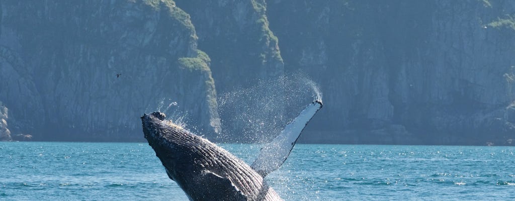 Crucero por la vida salvaje por los fiordos de Kenai y la bahía de Resurrección