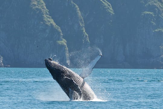 Cruzeiro pelos fiordes de Kenai e pela vida selvagem na baía da ressurreição