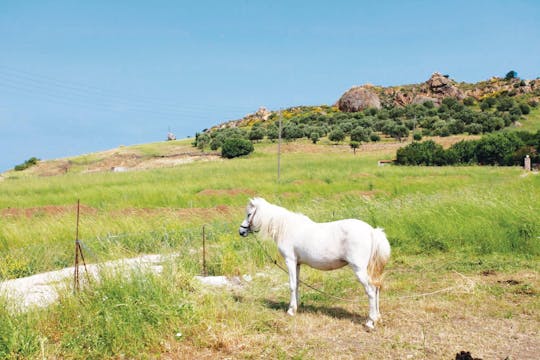Visite de Reservatauro à Ronda