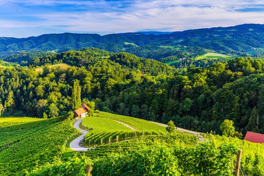 Tour of Maribor, Ptuj and the heart of the vineyards