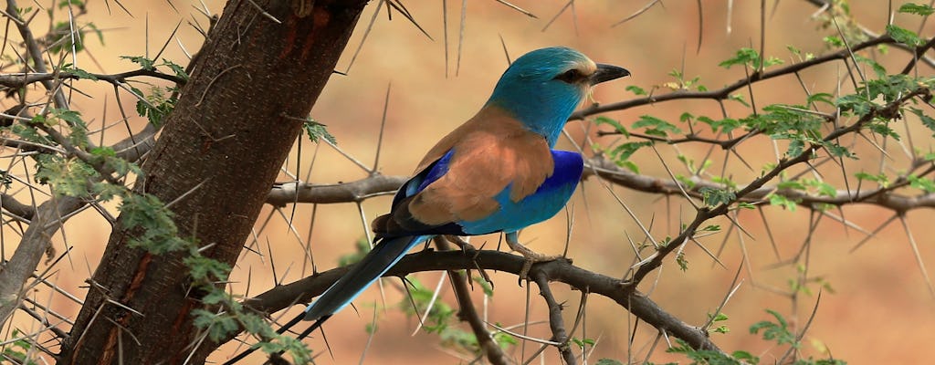 Excursión de medio día al parque de aves Nguerigne desde Saly o Somone