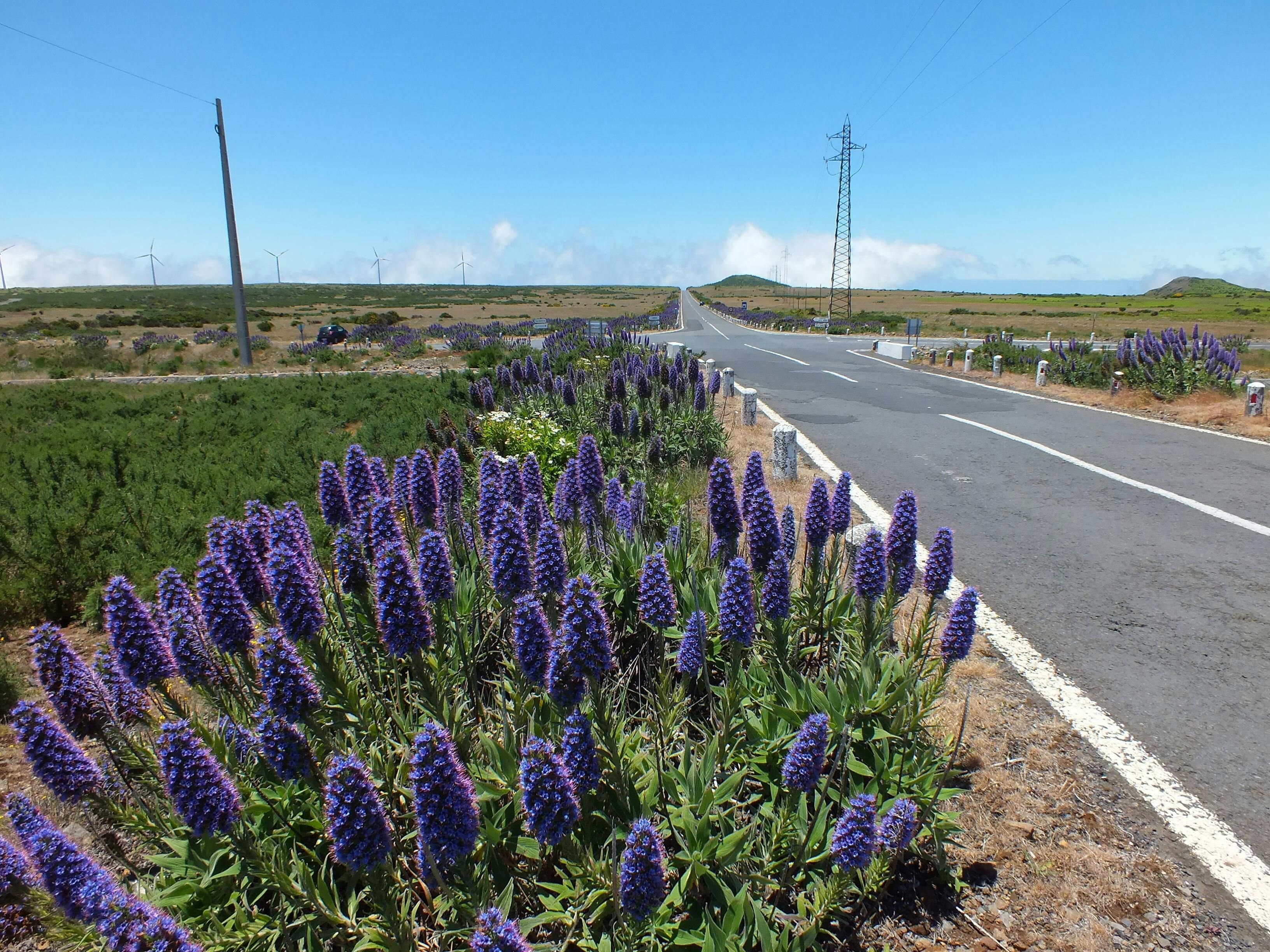 Madeira Northern Wonders 4x4 Tour