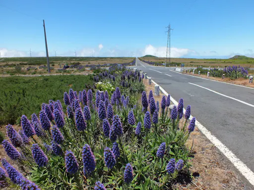 Madeira Northern Wonders 4x4 Tour