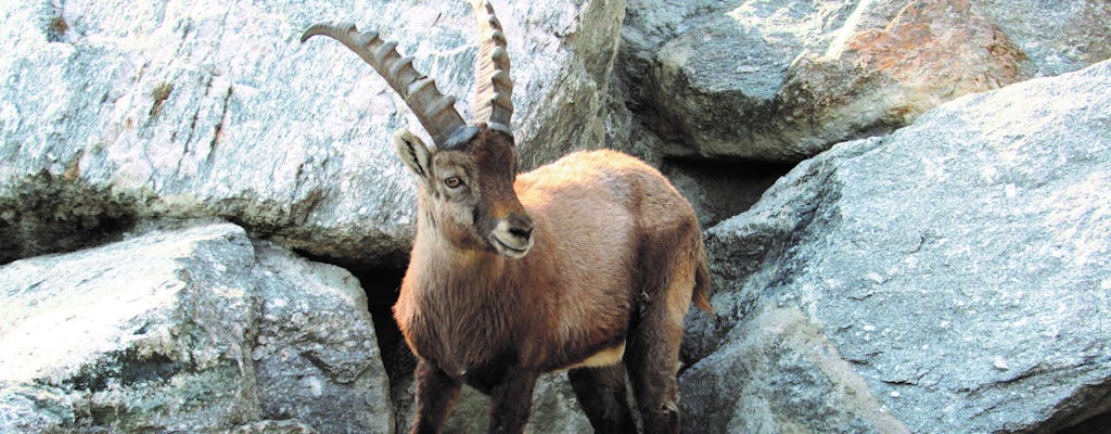 Bilet łączony Nordkette Innsbruck do alpejskiego zoo i kolejki linowej Hungerburg