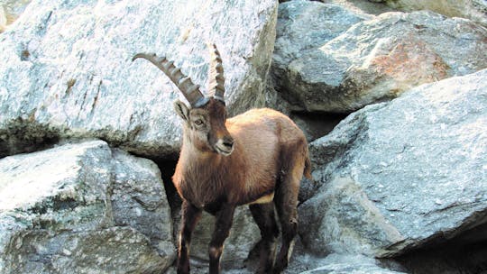 Bilhete combinado Nordkette Innsbruck para o Alpine Zoo e o funicular de Hungerburg