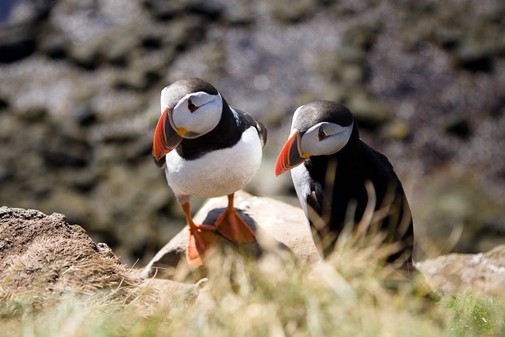 Randonnée dans le monde merveilleux de Látrabjarg