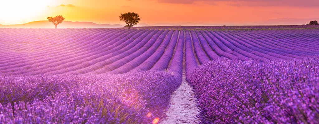 Tour of the fields of lavender and Gorges du Verdon from Nice