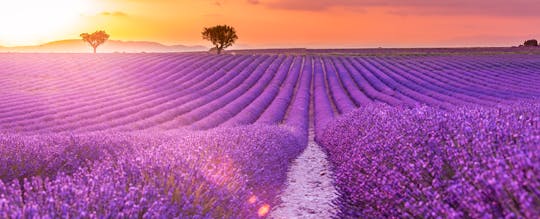 Tour durch die Felder Lavendel und Gorges du Verdon von Nizza