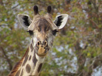 Safari d’une journée dans la réserve de Selous au départ de Zanzibar