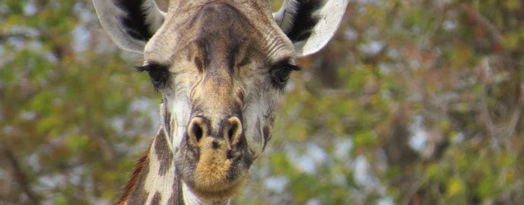 Safari de 1 día en la reserva de caza de Selous desde Zanzíbar