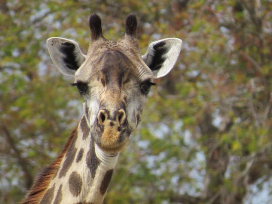 Selous Game Reserve 1-Tages-Safari ab Sansibar
