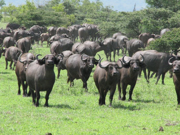 zanzibar wycieczka na safari