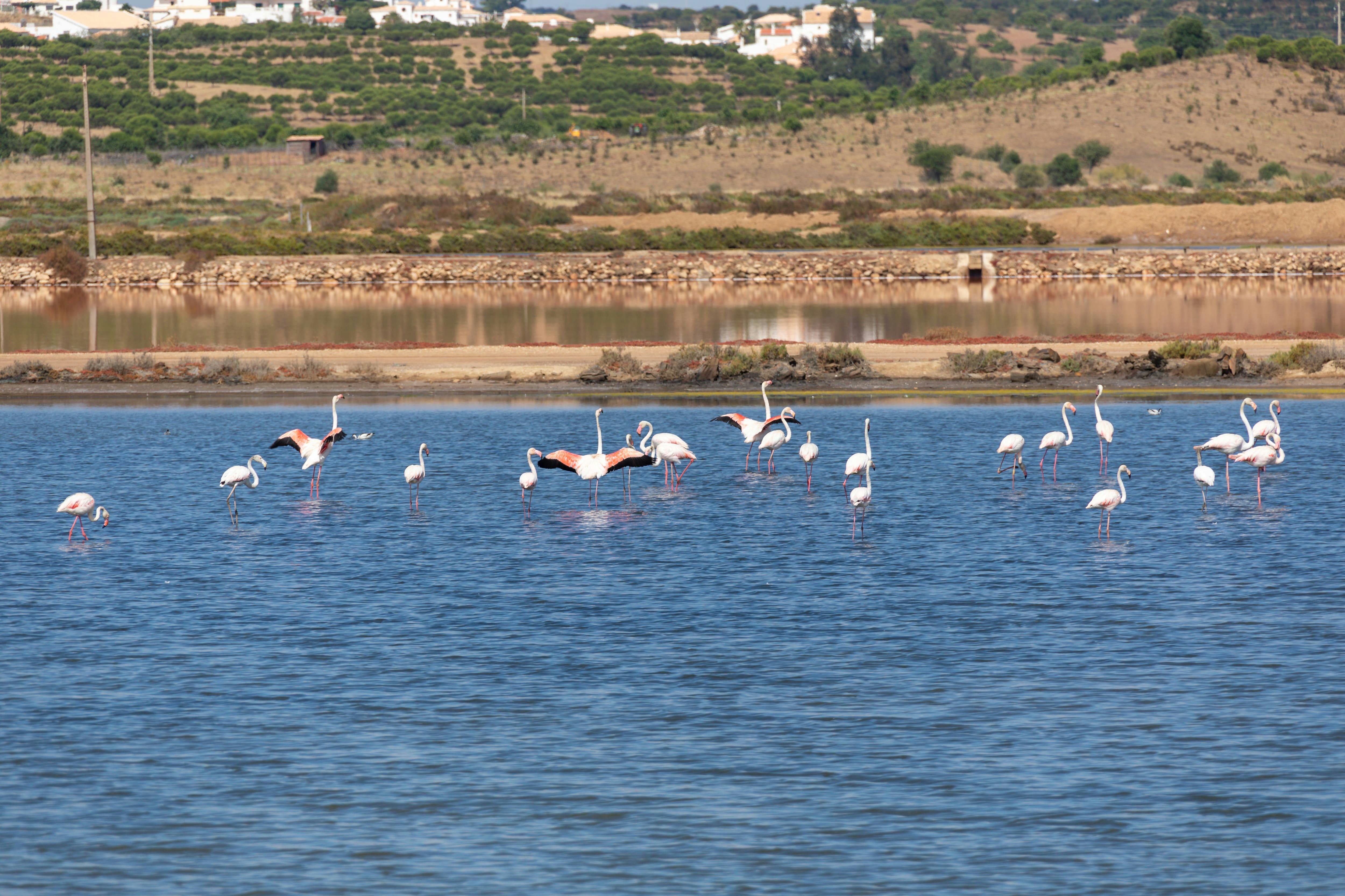 Guadiana Nature Safari Half Day